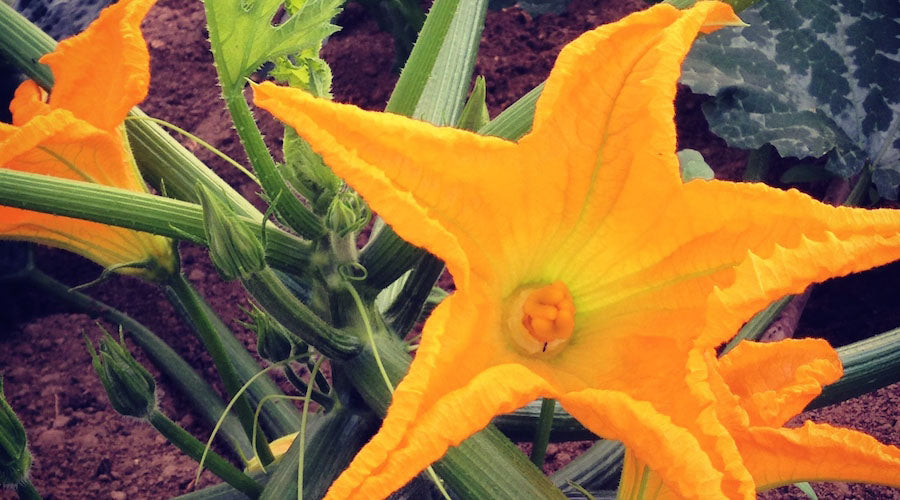 Receta de Flores de Calabacín Rellenas