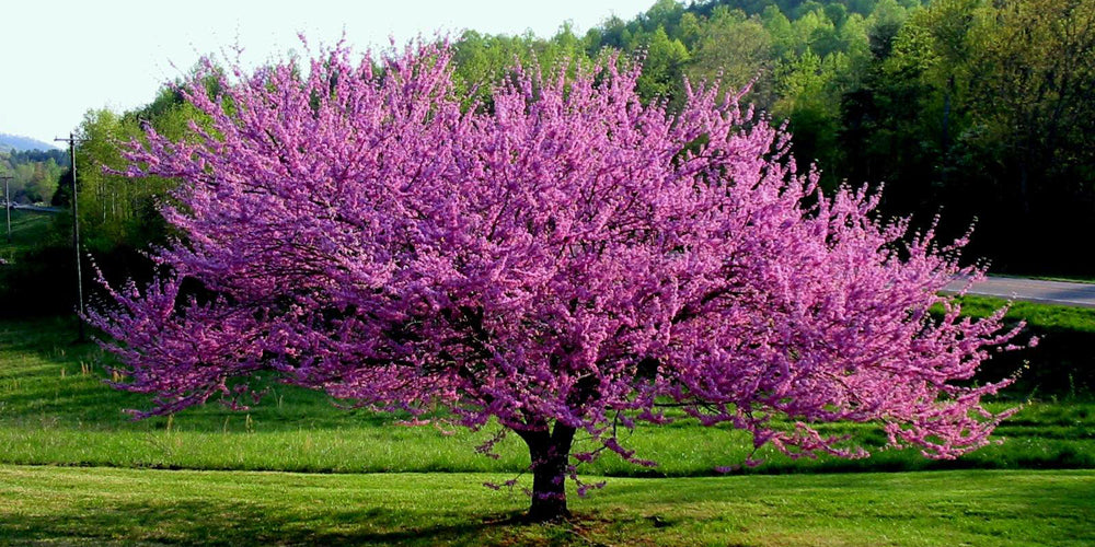 Cómo plantar árboles y arbustos