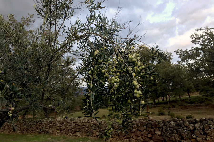 Tiempo de cosecha para elaborar el Aceite de Oliva Virgen Extra 2019