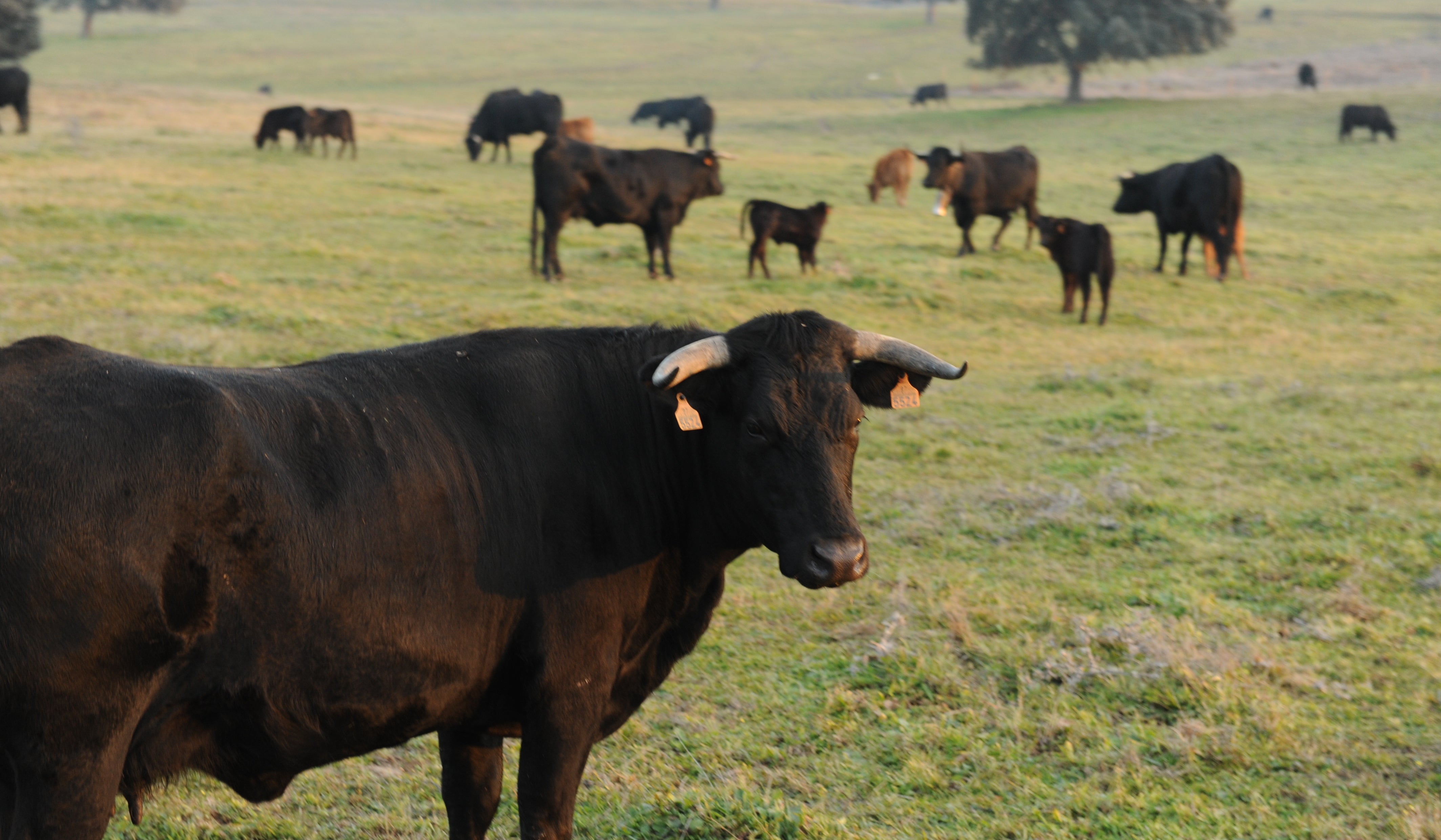 Los beneficios de consumir carne ecológica frente a la convencional