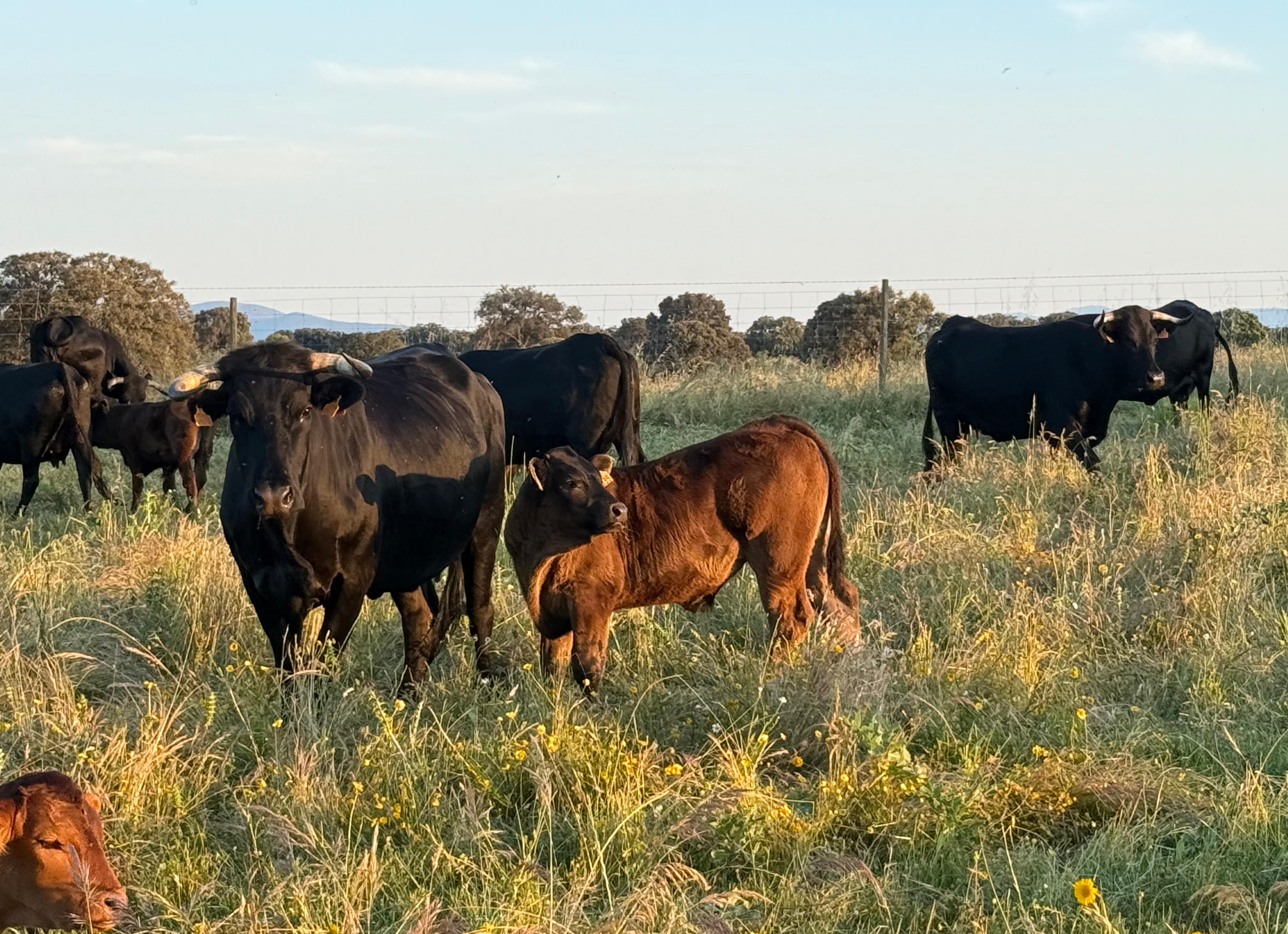 Cómo la ganadería sostenible ayuda a combatir el cambio climático