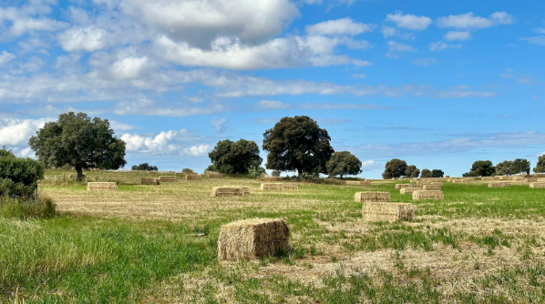 Carne ecológica y de pasto: ¿en qué se diferencian y cuál elegir?