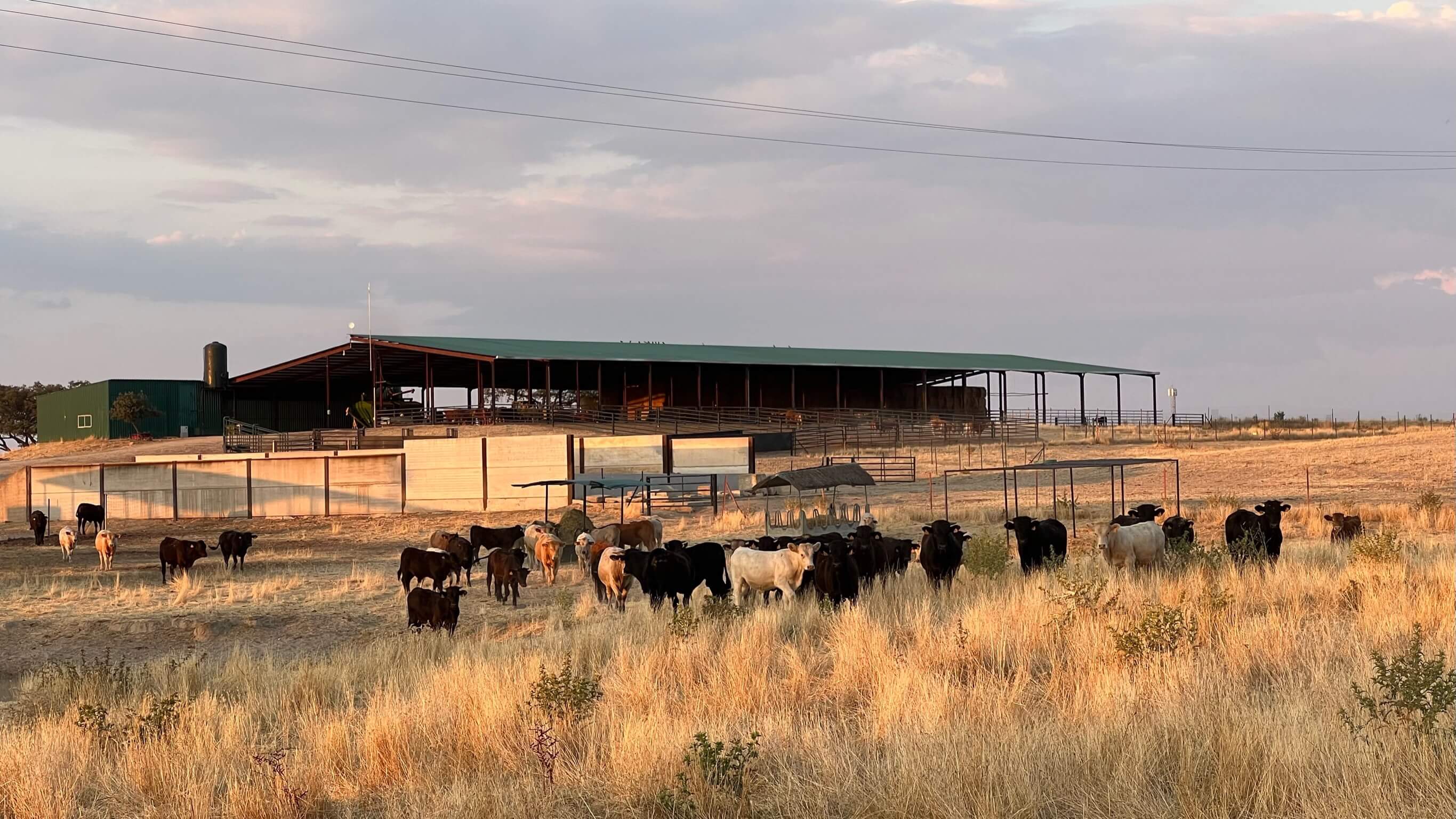 TERNERA / AÑOJO ECOLÓGICO