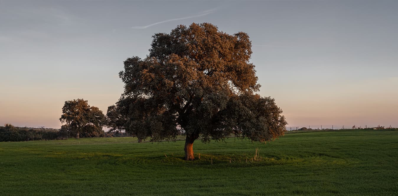 Las hierbecillas del campo vistas por Macarena Gross