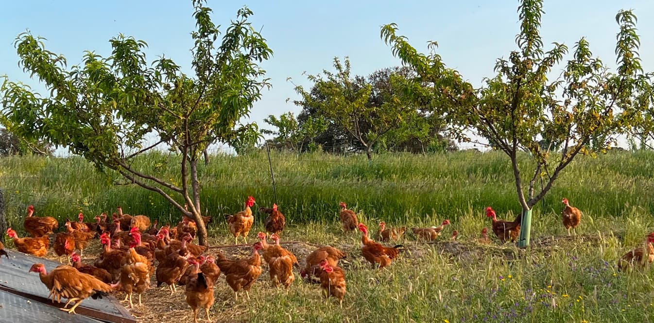 Proceso de producción del pollo de crecimiento lento