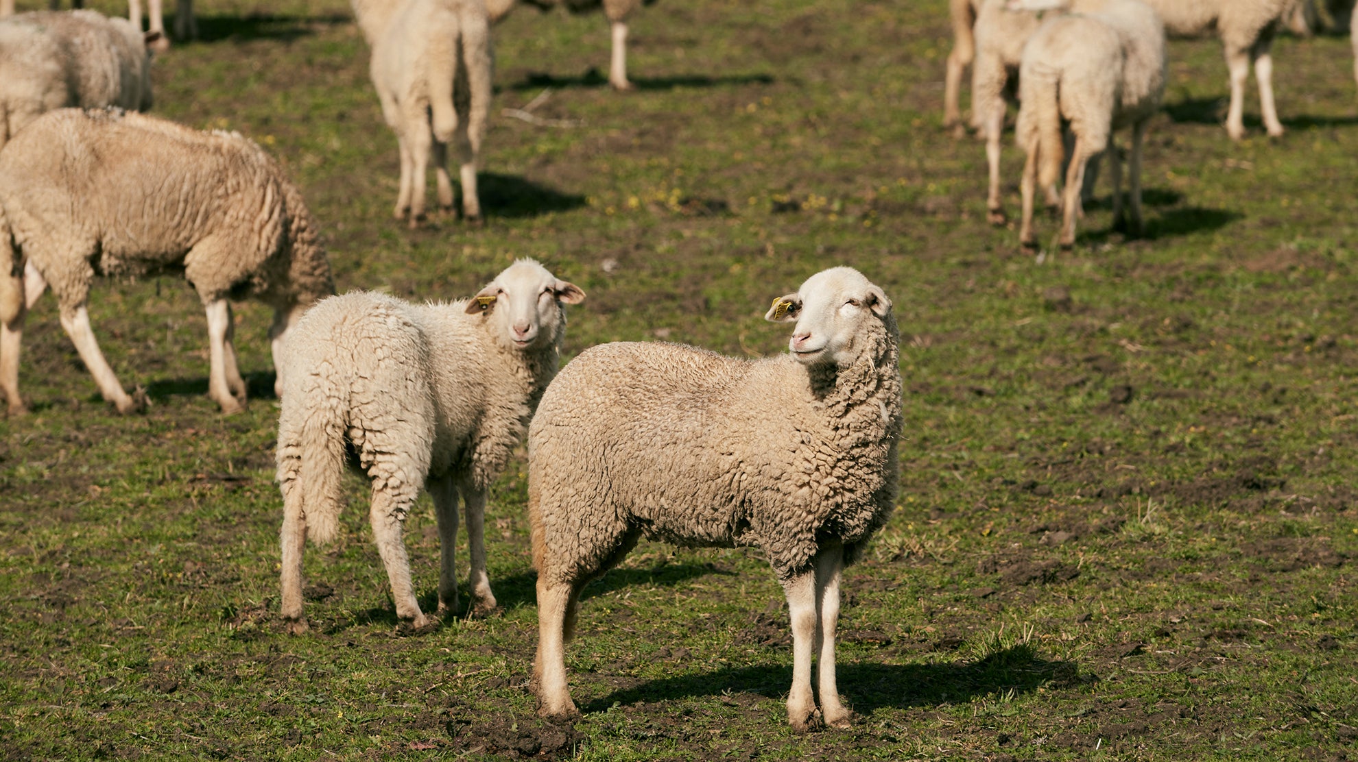 Cordero lechal ecológico