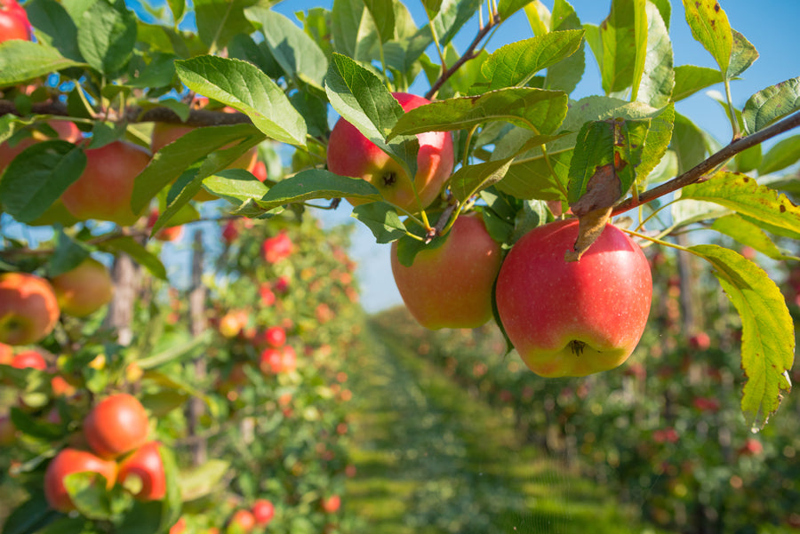 Por qué tomar una manzana al día?