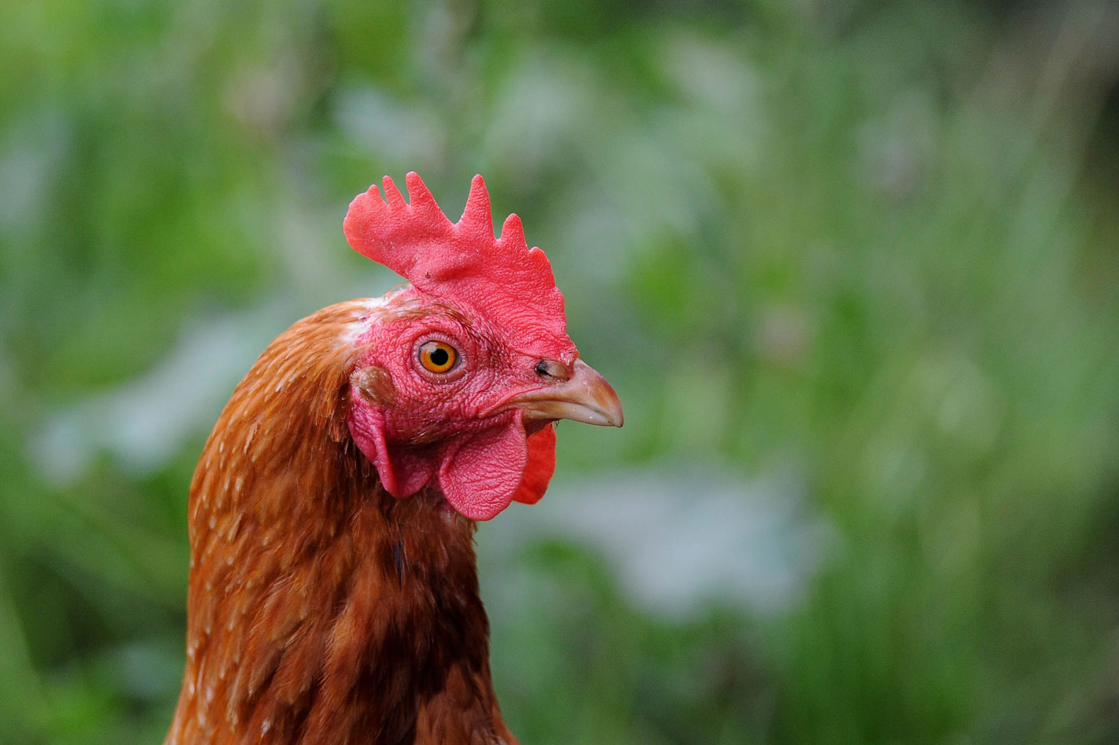 Asistimos a la Asamblea anual de ERPA, un gran foro de debate sobre el bienestar de las aves rurales