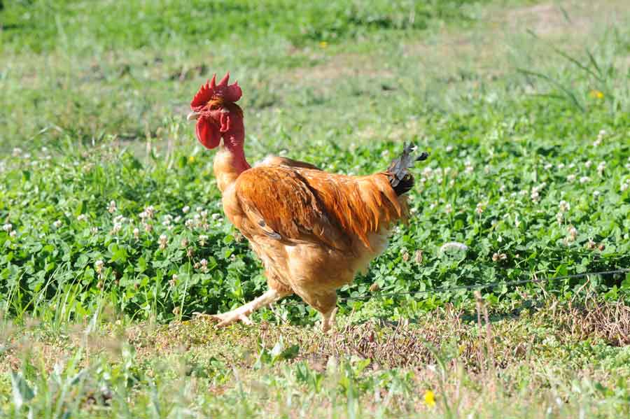 ¿Qué es un pollo ecológico y por qué es la mejor opción?