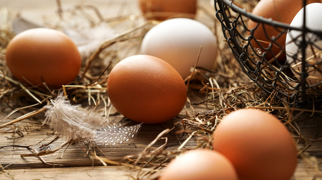 ¿En qué se diferencian los huevos camperos de los ecológicos?