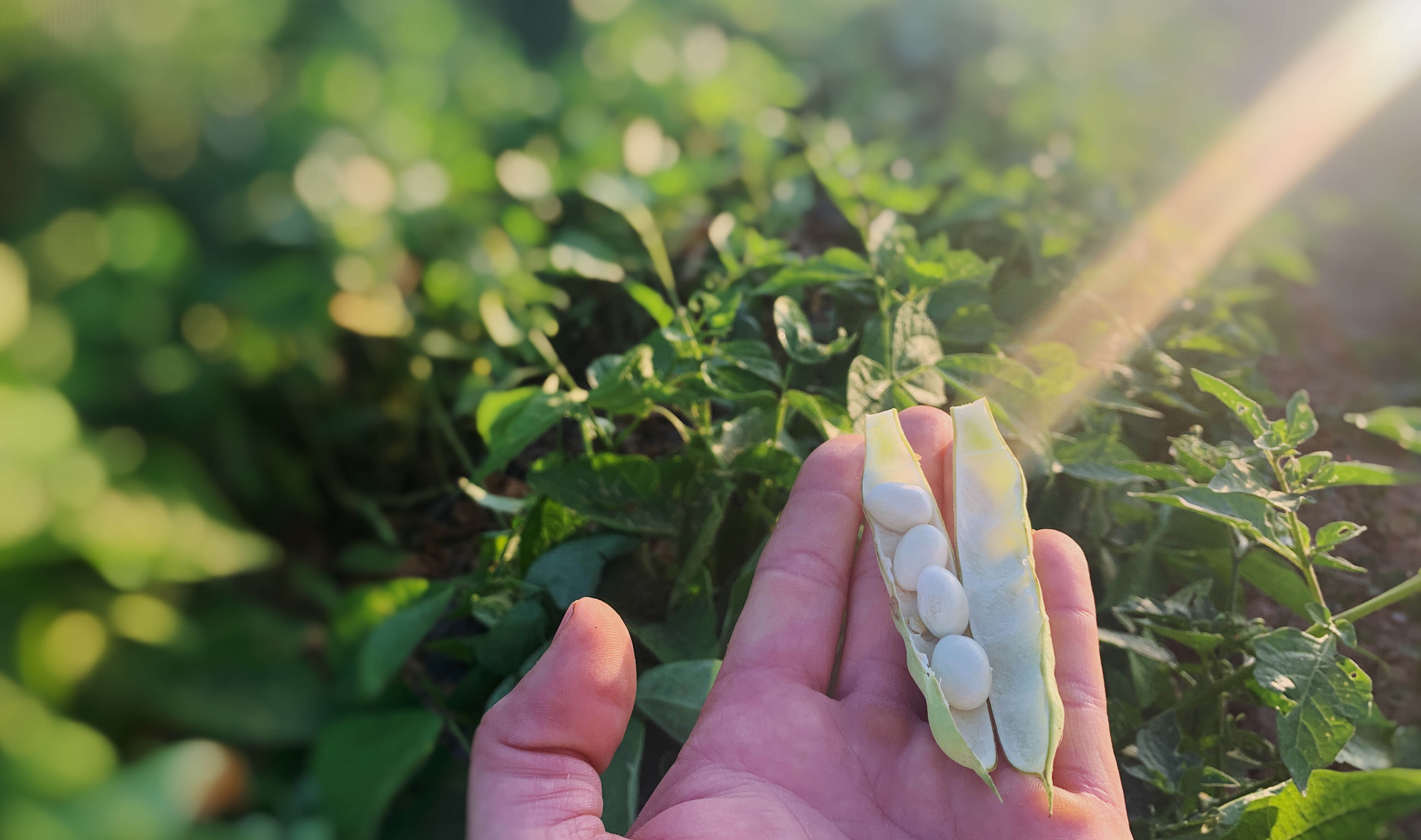 Ensalada veraniega de Judías Pochas, una delicatessen de la huerta Navarra