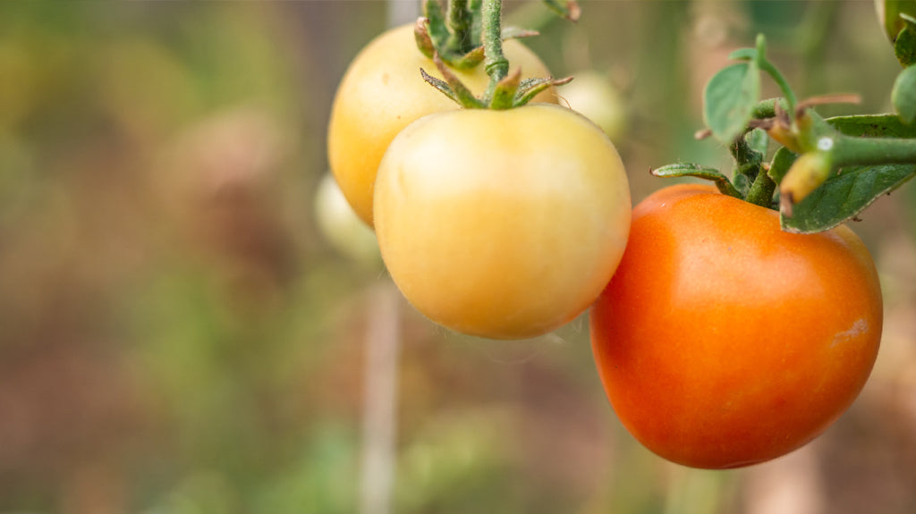 Guía para conservar y disfrutar tus tomates de colgar