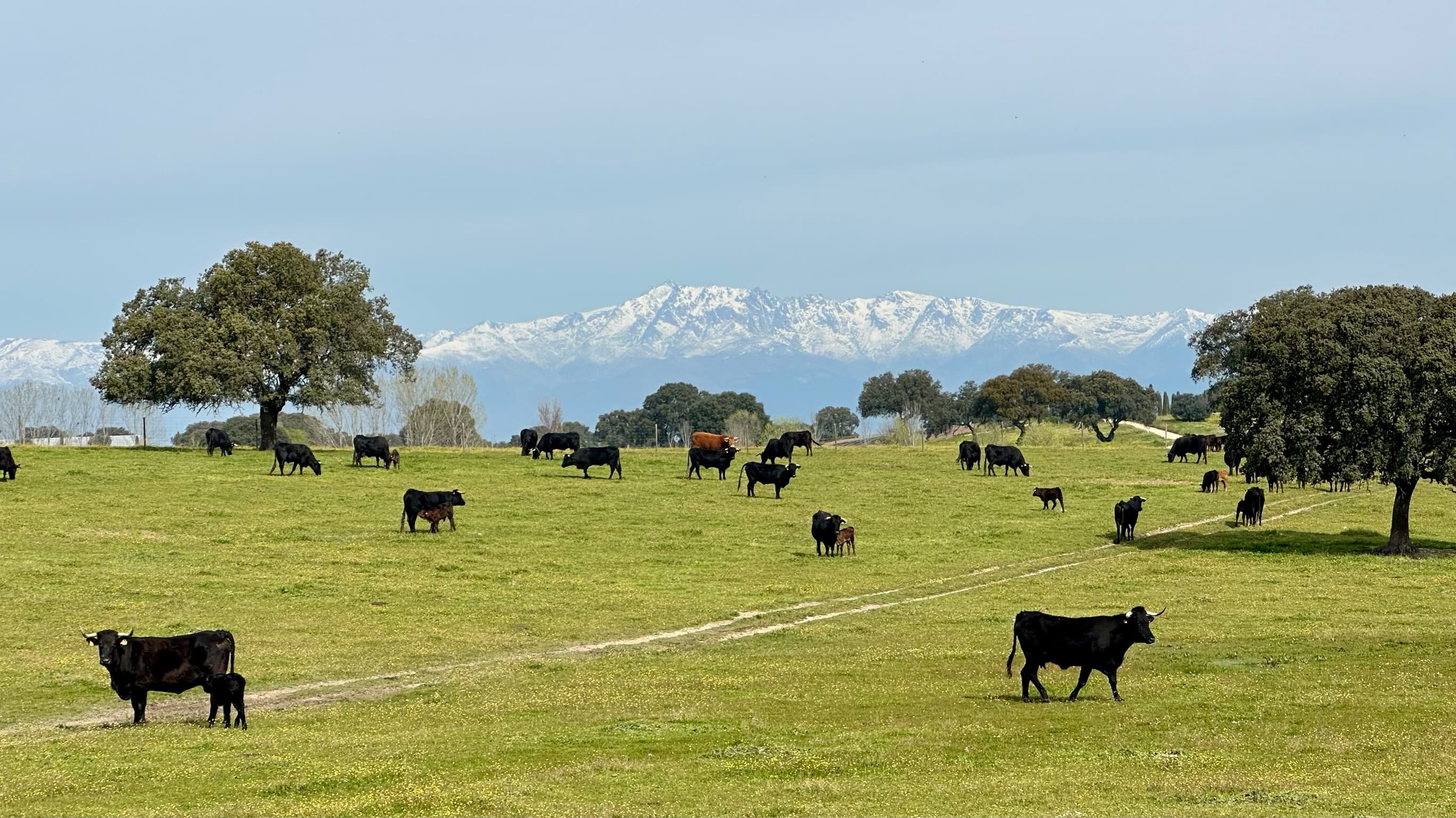 Producción animal ecológica