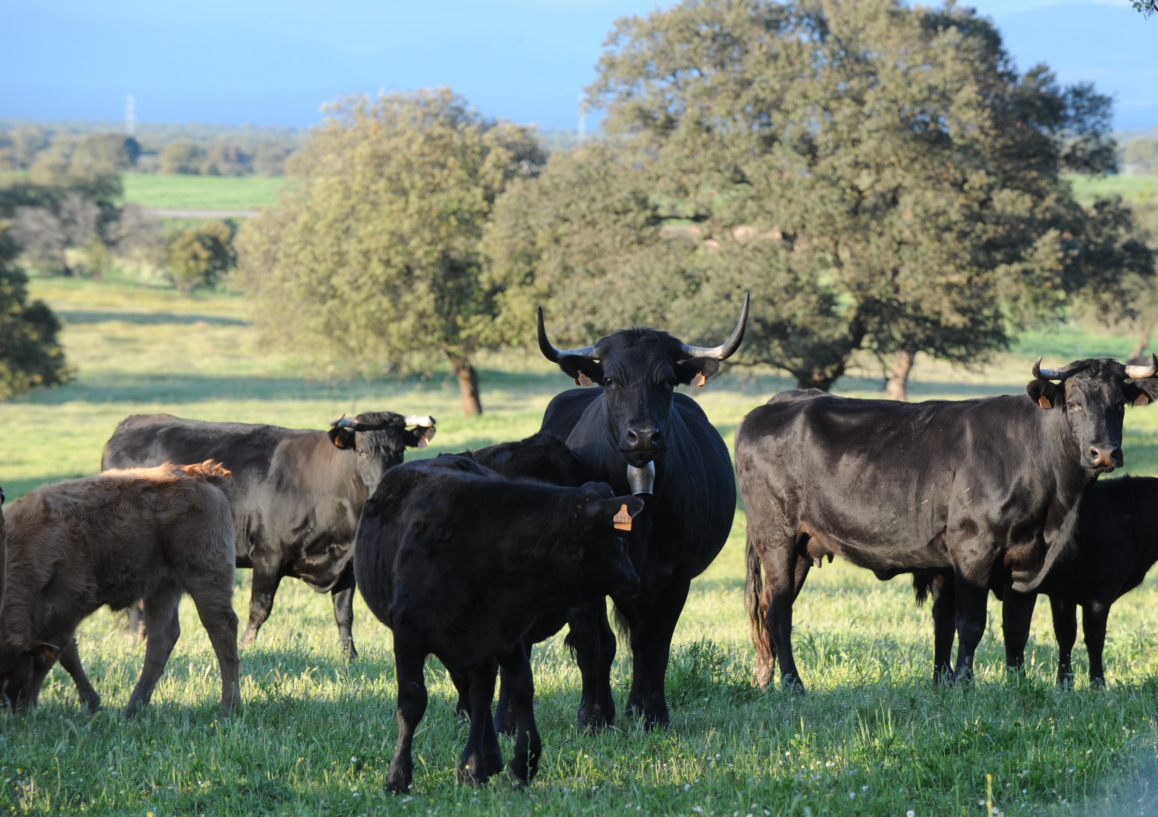 Carne de vaca ecológica