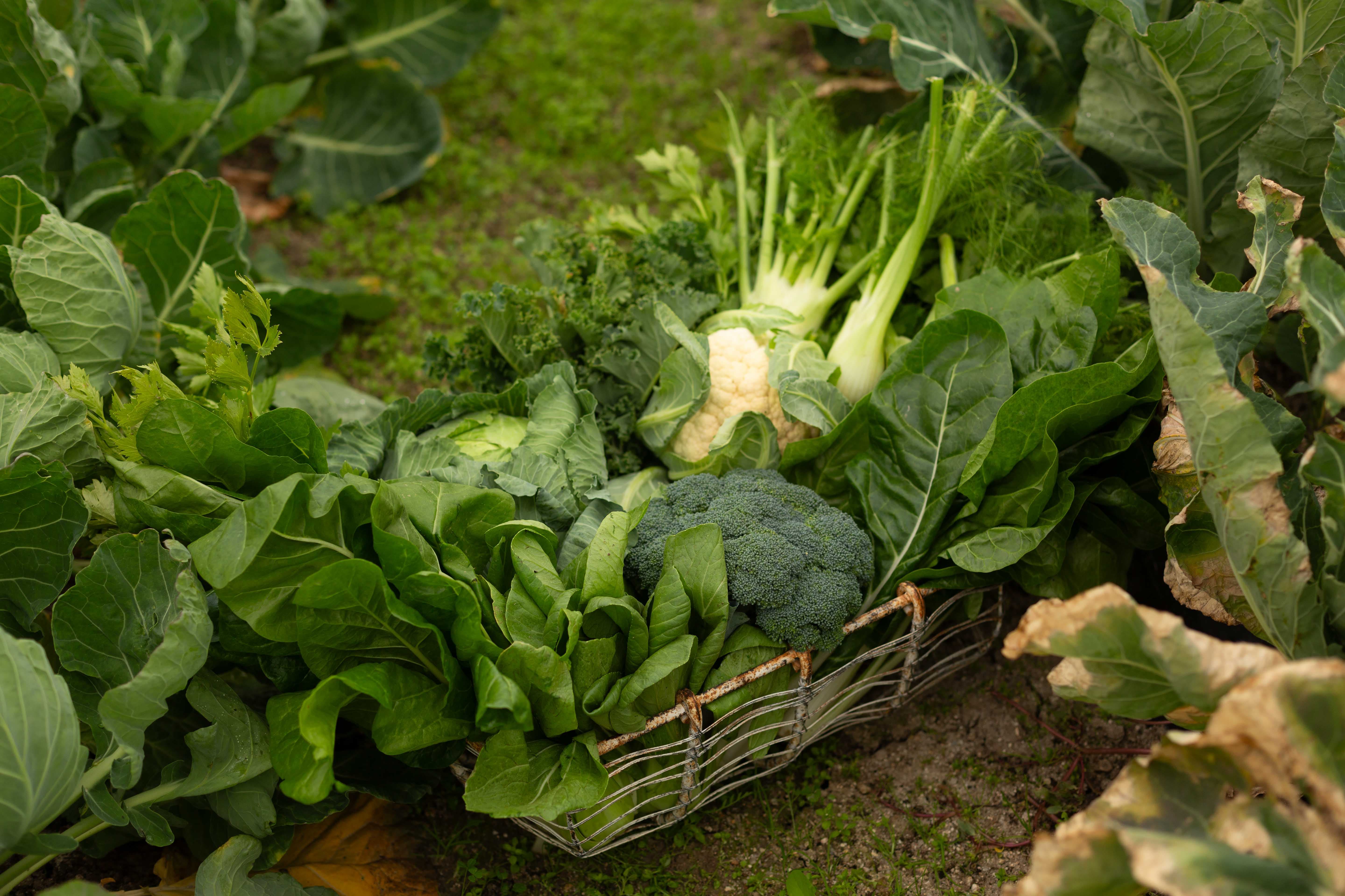 Verduras ecológicas